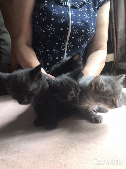 Отдам котят в добрые руки