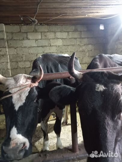 Корова стельная дойная 3 года