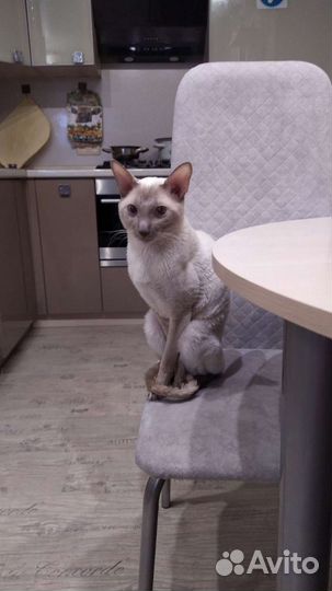 Ветврач, стерилизация котов и кошек