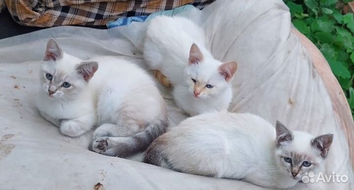 Котята в добрые руки