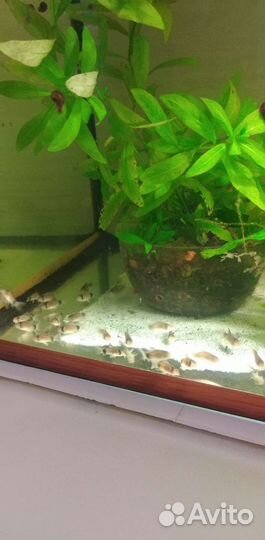 Коридорасы панда, трилинеатус