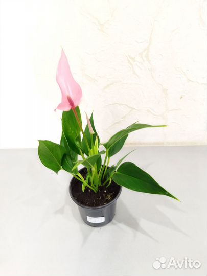 Антуриум Лилли