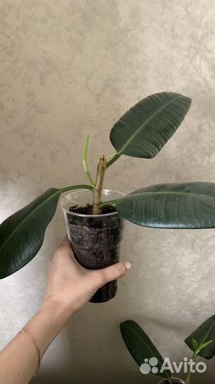 Фикус каучуконосный (эластика)