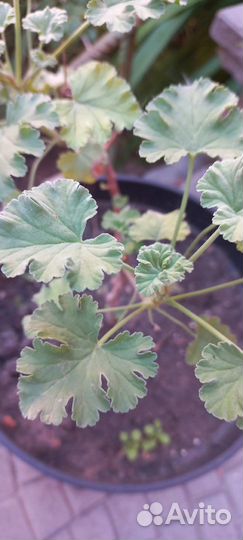 Герань пеларгония