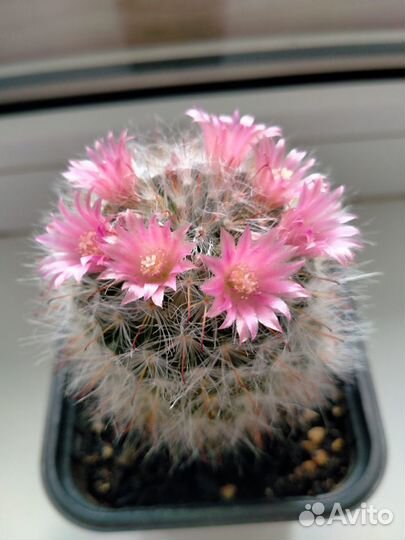 Детки цветущих кактусов