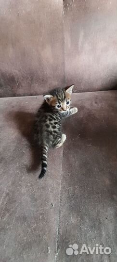 Коты,кошки,котята