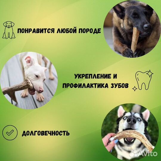 Рог оленя, лакомство для собак