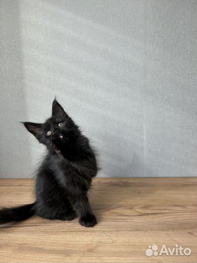 Котята мейн кун