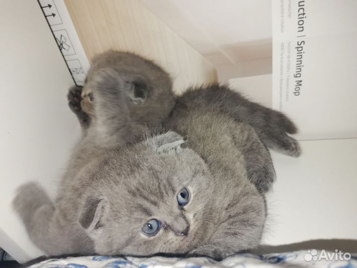 Британские котята