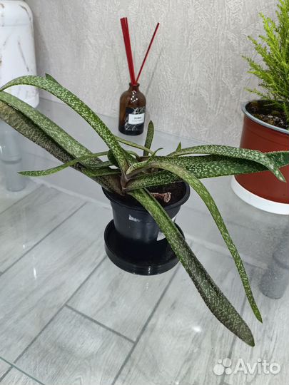 Гастерия бородавчатая