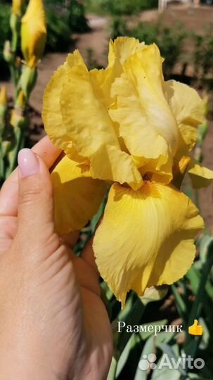 Цветы ирисы