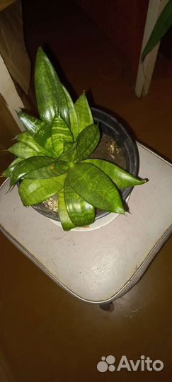 Сансевиерия ханни