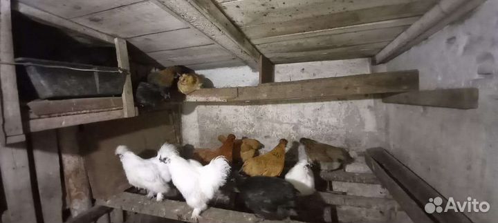 Птица-обмен на зерно. Аюта