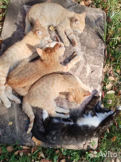 Котята в добрые руки