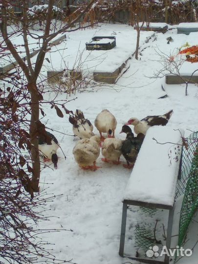 Селезень индоутки, индоутак