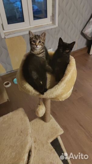 Домашние животные кошки