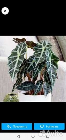 Разные цветы