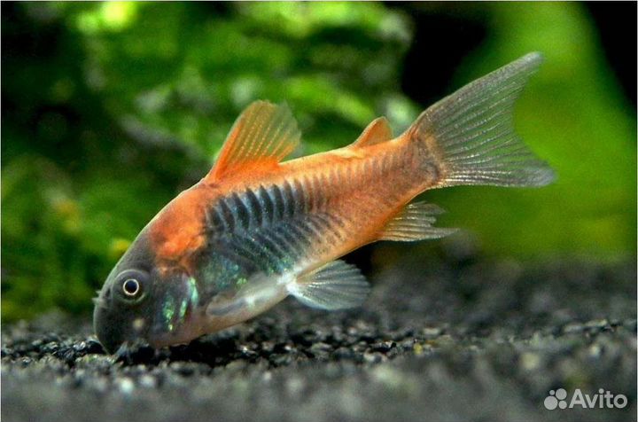 Коридорасы, лорикариевые сомы, апистограммы