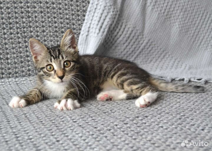 Отдадим котёнка (мальчик) в добрые руки