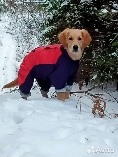 Дождевик для собак