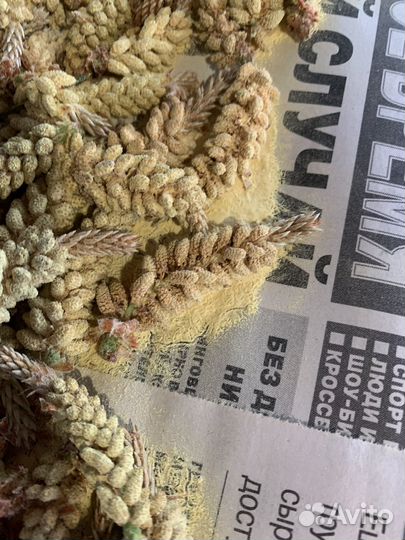 Сосновая пыльца