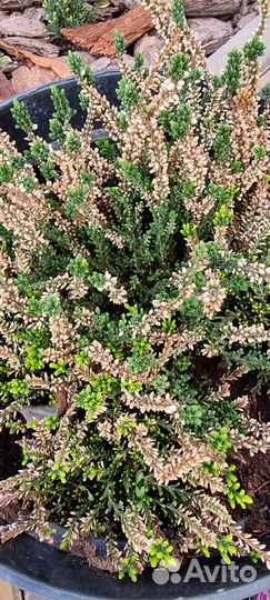 Вереск в горшке