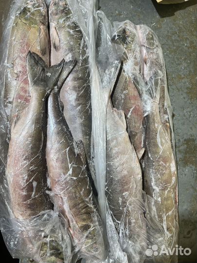 Рыба кета псг 2023