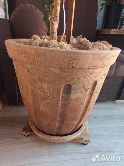 Большой комнатный цветок