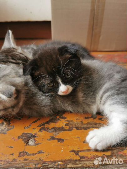 Котенок в дар бесплатно