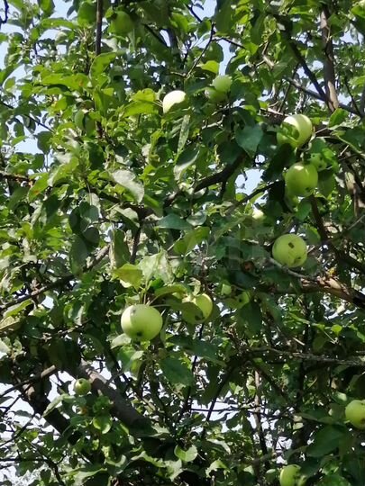 Участок 36 сот. (ИЖС)