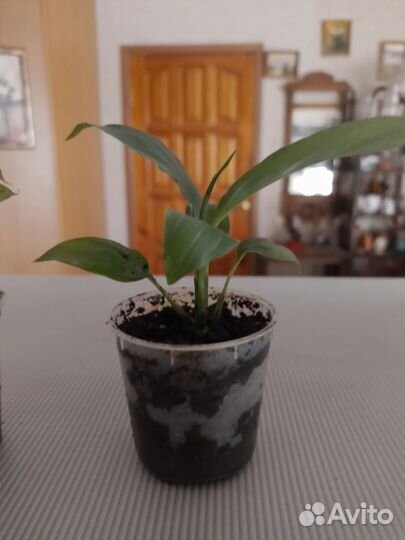 Спацефилум