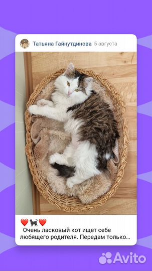 Кот 1, 5 года