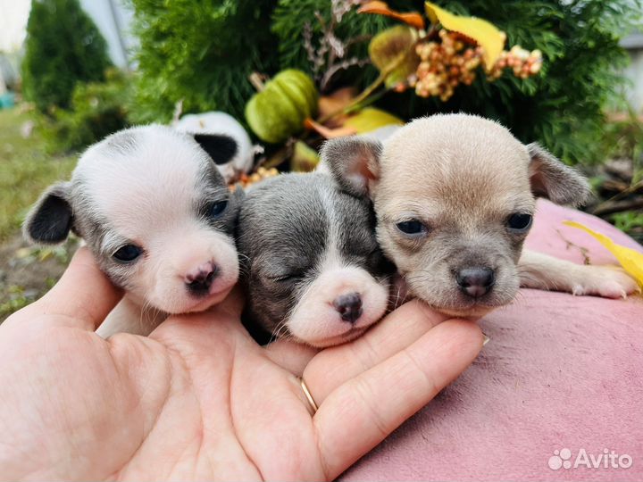 Чихуахуа мини