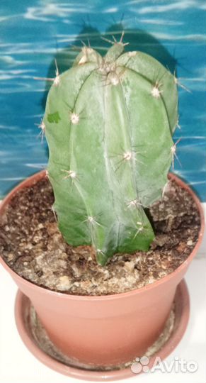 Кактус в горшочке