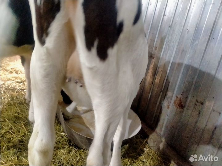 Тёлки голштинки козы козлята