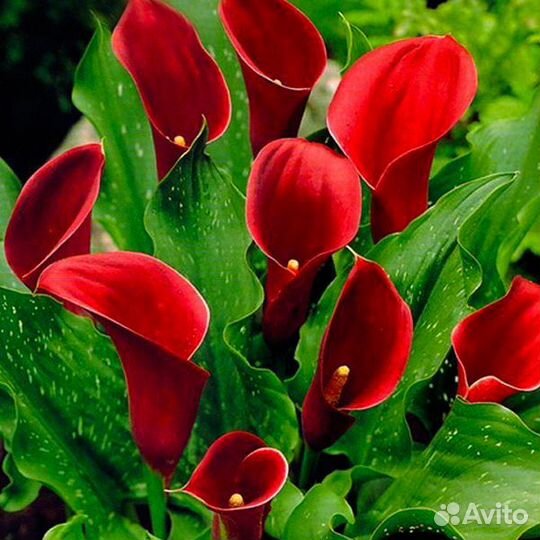 Клубни каллы