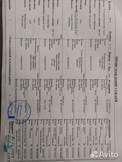 Такса стандартная жесткошерстная