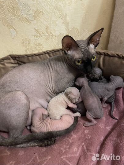 Канадский сфинкс