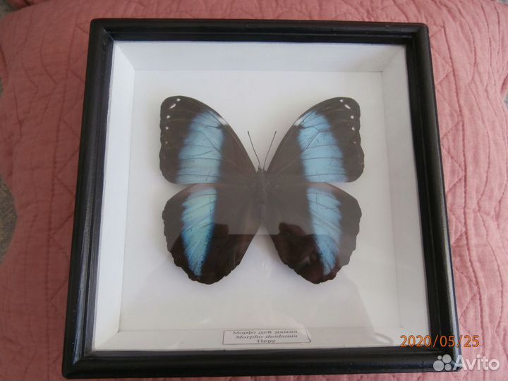 Бабочка Morpho deidamia (Перу)