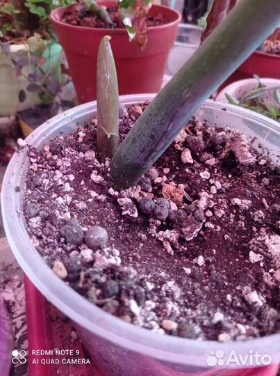 Замиокулькас