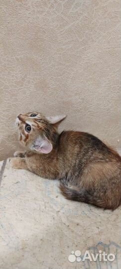 Молоденькая малышка месяца 4