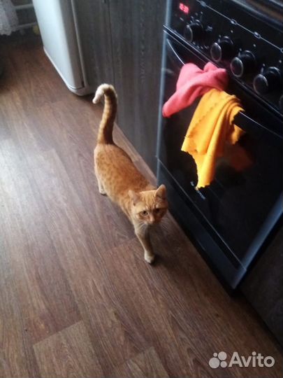 Котенок подросток в добрые руки