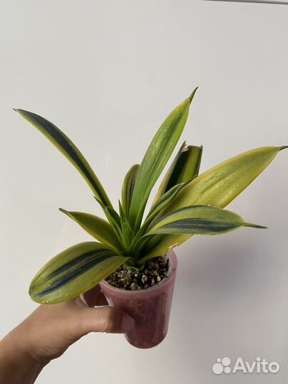 Суккуленты