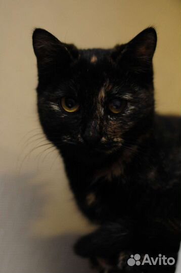 Котейка, спасена с улицы