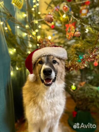 Передержка домашних животных