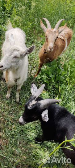 Козы две и казёл