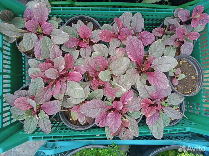 Живучка ползучая в ассортименте