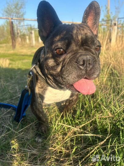 Щенки французского бульдога