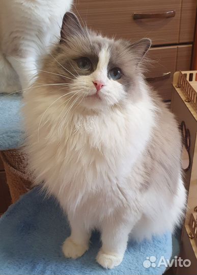 Котенок рэгдолл