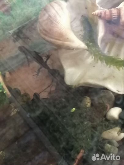 Аквариумы, рыбки, оборудование, растения, тритоны